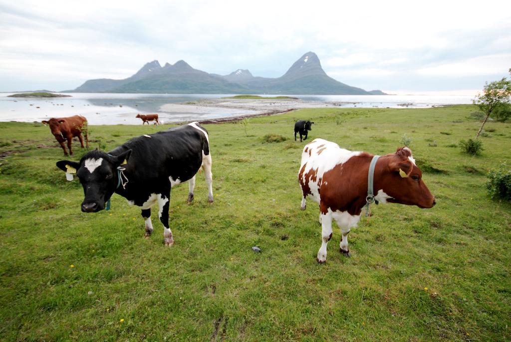 Topcamp Havblikk - Helgeland Nesna Buitenkant foto